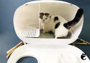 Sophisticated Living With The Modern Cat Litter Box